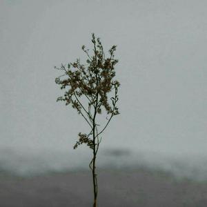 欧美人与拘一级A片
